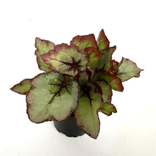 Begonia 'Steve's Leaves Dragon Scale'