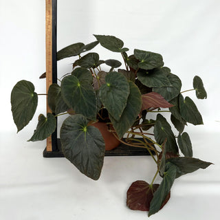 Z-2229 - Begonia pavonina - 6in Hanging Basket **NEW**