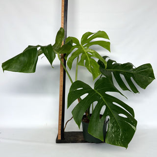 Z-2208 - Monstera deliciosa var. borsigiana albo-variegata