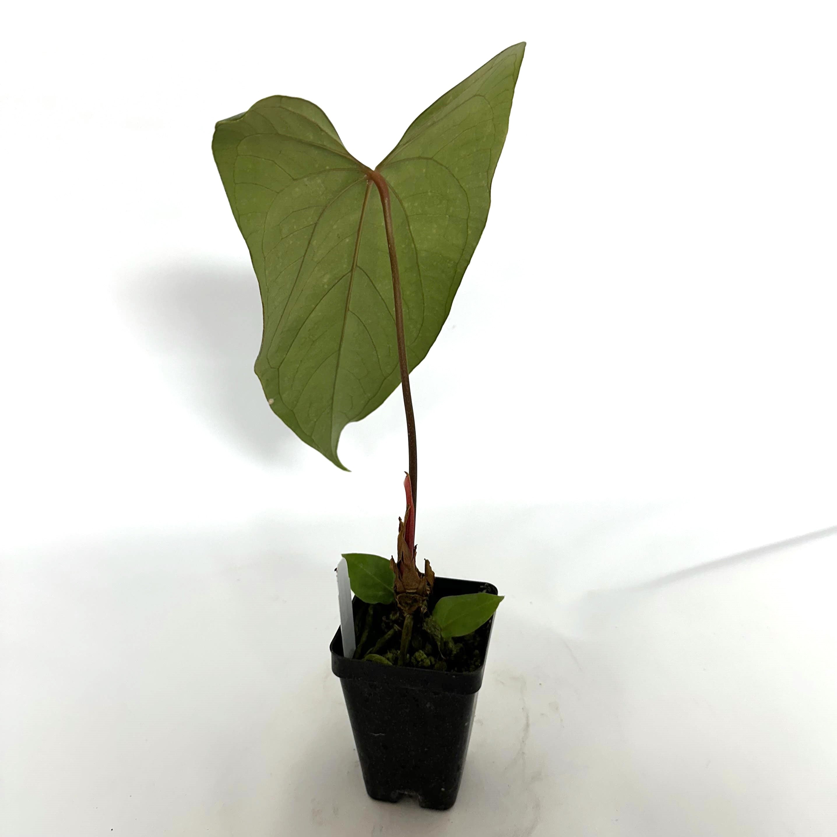 anthurium doc block Anthurium 'Doc Block F2' x nigrolaminum 'Gigi'