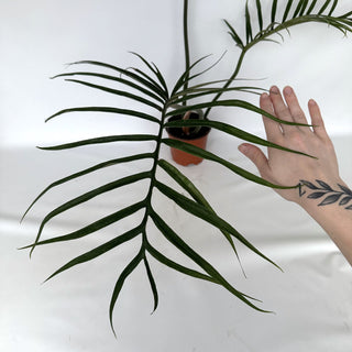 Z-2243 - Philodendron tortum (Non-TC) - XL Pot