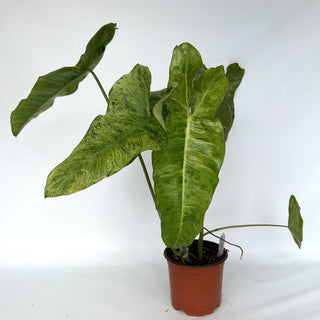 Z-2245 - Philodendron 'Paraiso Verde'