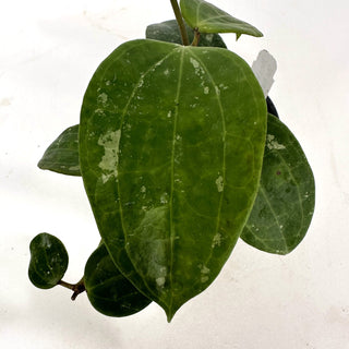 Hoya latifolia ‘Bai Bua’