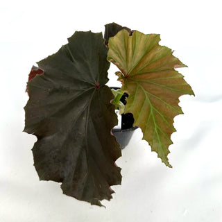 Begonia 'Black Out'