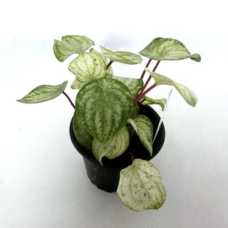 Peperomia argyreia variegata