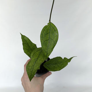 Z-2225 - Hoya sp. Germany