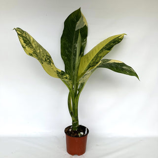 Z-2242 - Dieffenbachia ‘Big Ben’ variegated **NEW Release**