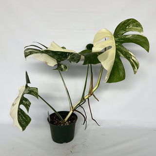 Z-2268 - Monstera deliciosa var. borsigiana albo-variegata