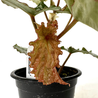 Begonia 'Fremantle'