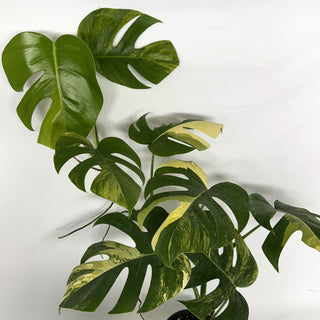 Z-2239 - Monstera deliciosa 'Marmorata'