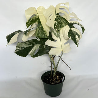 Z-2205 - Monstera deliciosa var. borsigiana albo-variegata