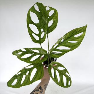 Z-2277 - Monstera adansonii 'Mint'