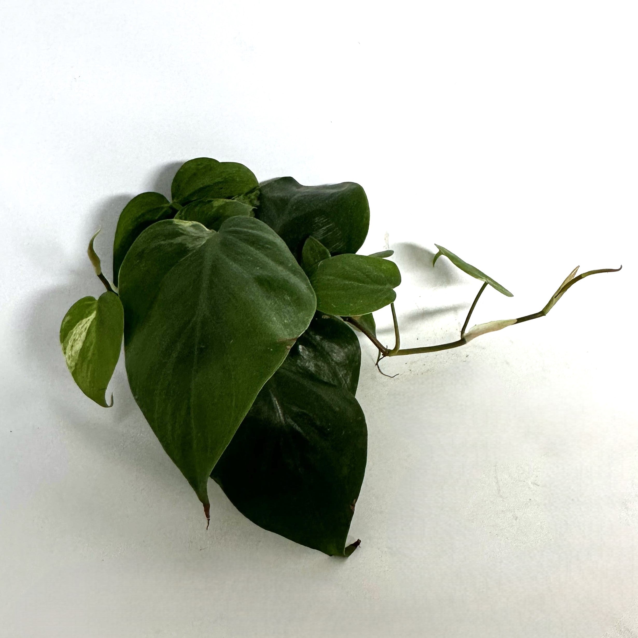 lowest temp for philodendron Philodendron hederaceum variegata (low color)