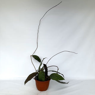 Z-2241 - Hoya clemensiorum - 6in Hanging Basket