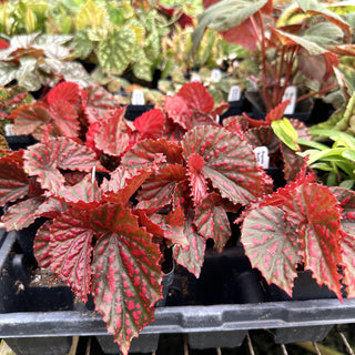 Begonia ‘RedЯum’