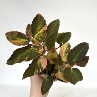 Begonia ‘Withlacoochee’ (Variegated) [#900]