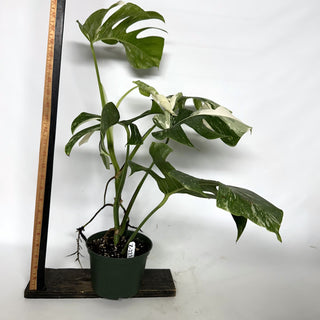 Z-2234 - Monstera deliciosa var. borsigiana albo-variegata