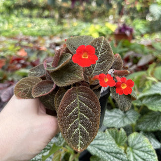 Episcia 'Longwood Gardens'