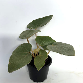 Begonia kuhlmannii