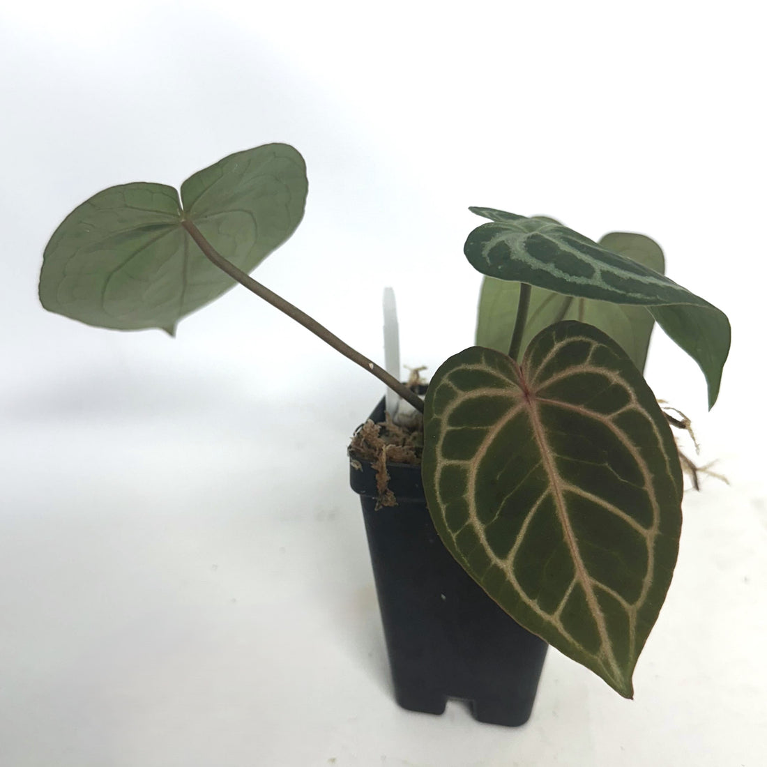 Exotic Plants For Sale | Rare Tropical Foliage | Steve's Leaves – Page 7