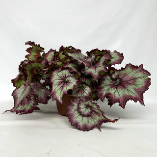 Z-2232 - Begonia 'Raspberry Torte' - 6in Hanging Basket **NEW**