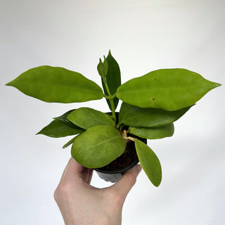 Z-2218 - Hoya australis ssp. Oramicola