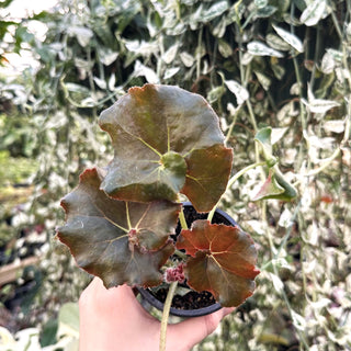 Begonia 'Erythrophylla Helix'