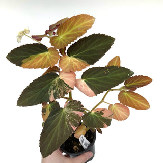 Begonia ‘Withlacoochee’ (Variegated) [#970]