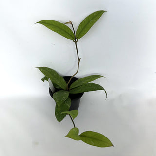 Z-2219 - Hoya sp. Aceh Gayo Lues **NEW Release**