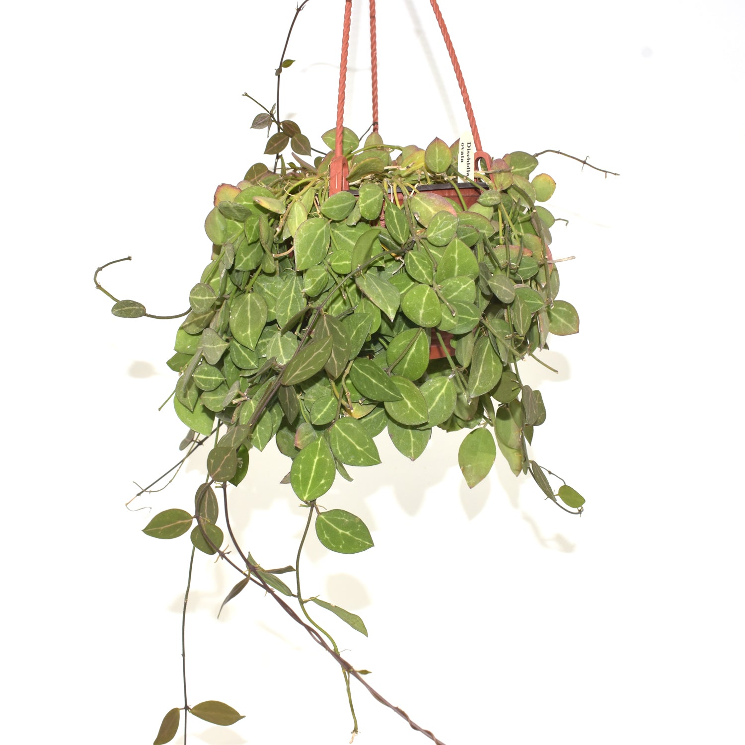 Dischidia ovata - 6" Hanging Basket