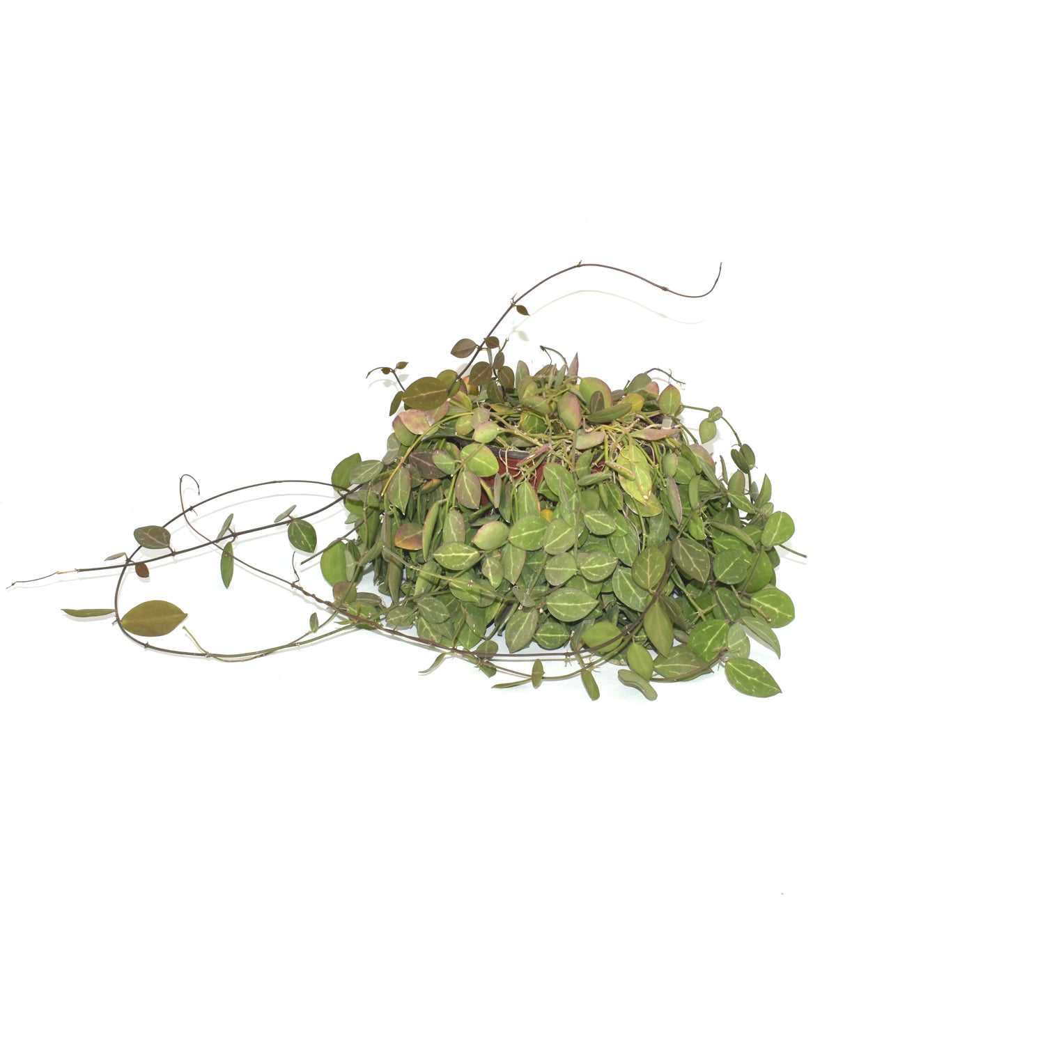 dischidia hanging plants Dischidia ovata