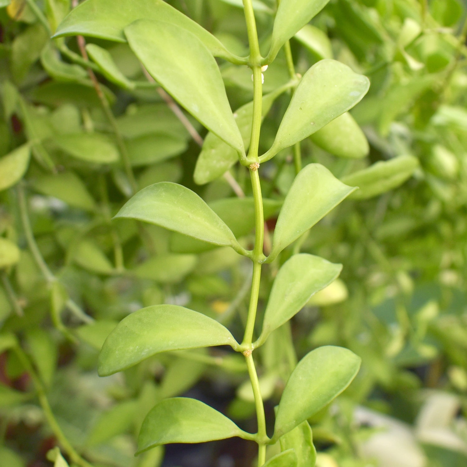 dischidia hanging plants Dischidia 'Geri'