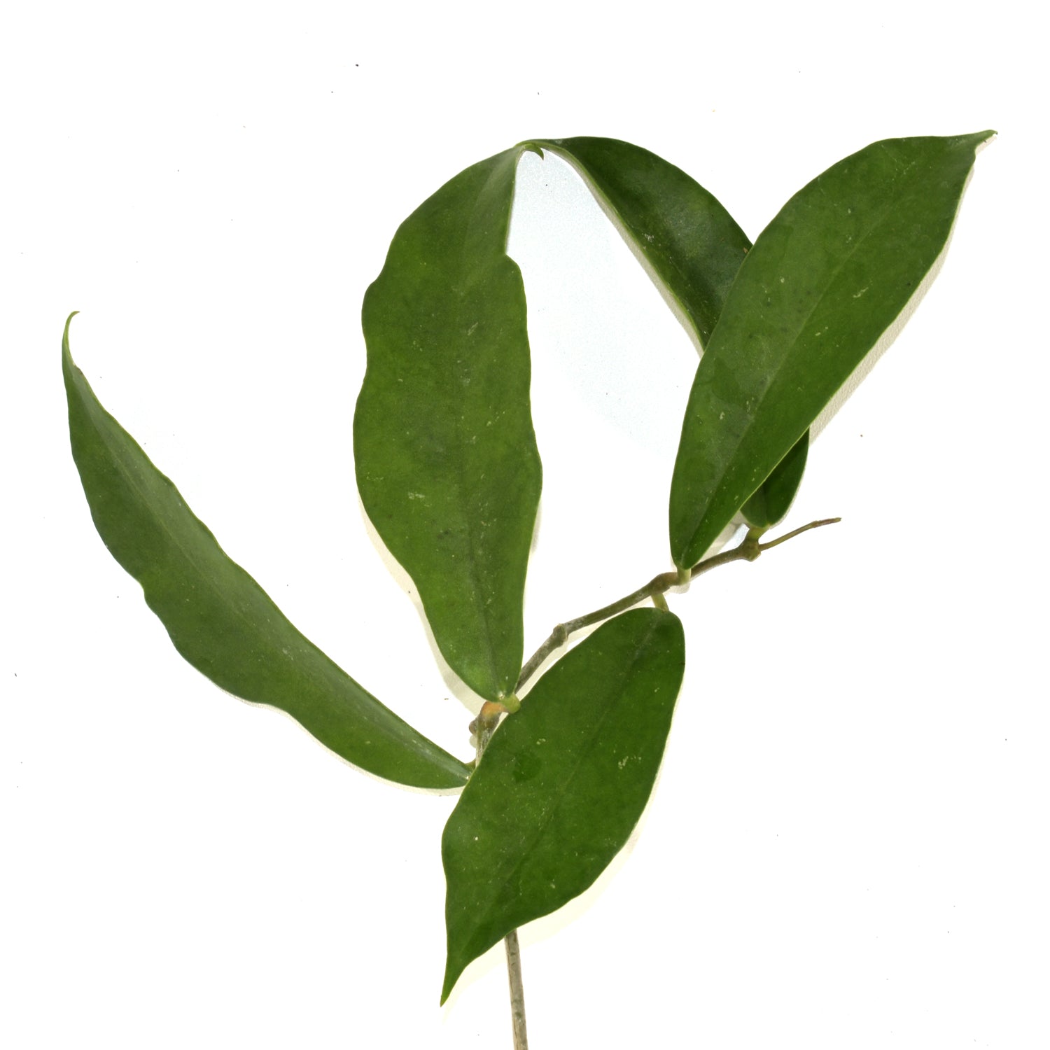 Hoya archiboldiana