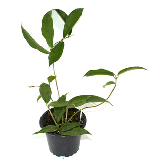 Hoya archiboldiana