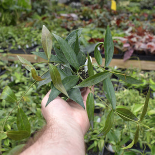 Hoya globulifera
