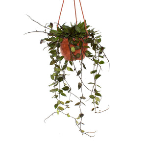 Hoya krohniana "Black" - 6" Hanging Basket