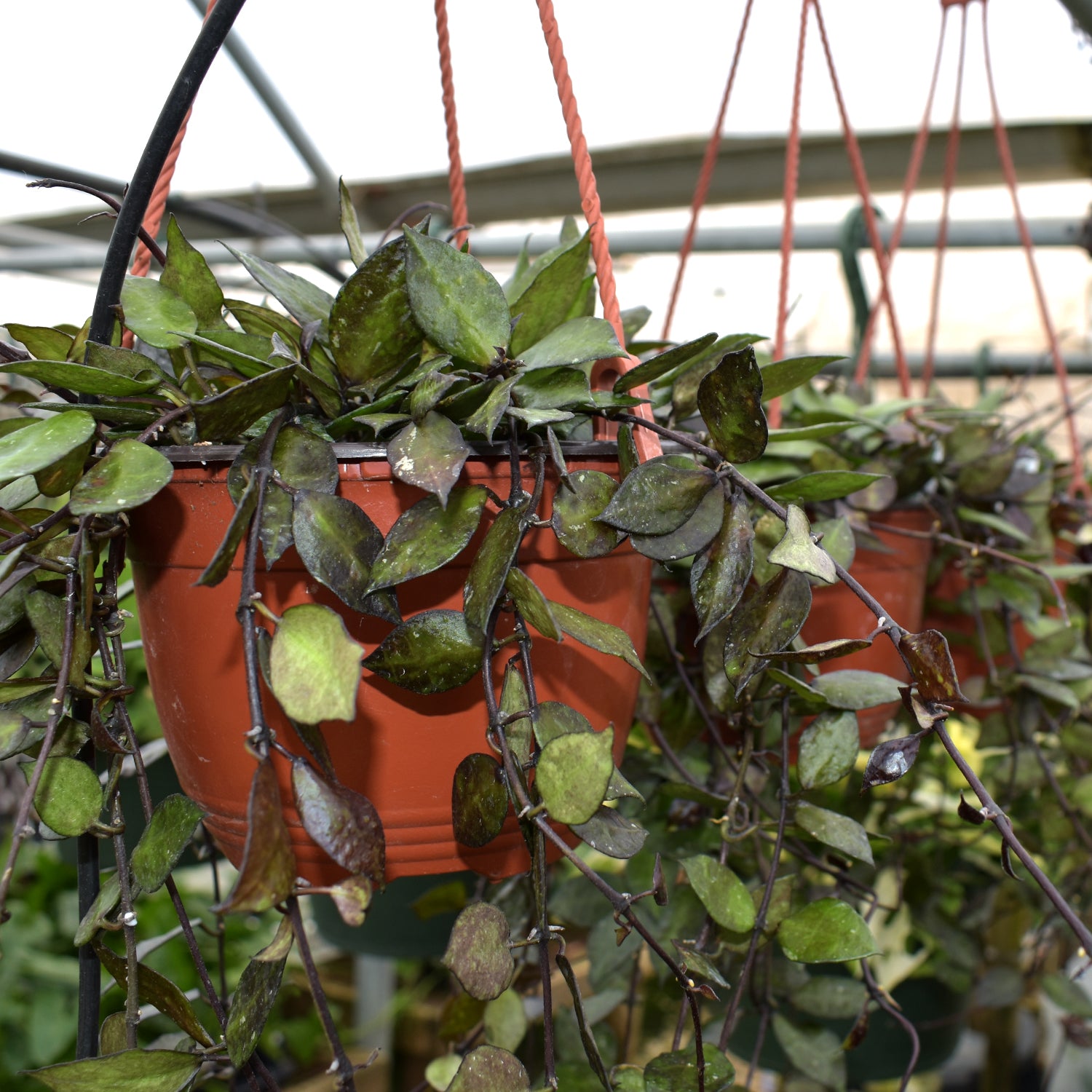 black hanging plants Hoya krohniana "Black"