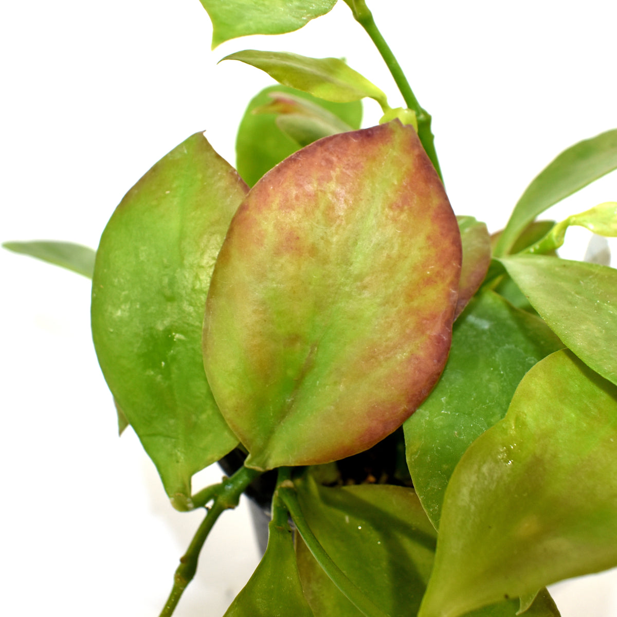 Hoya pseudolittoralis – Steve's Leaves