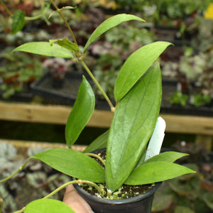 Hoya ranauensis