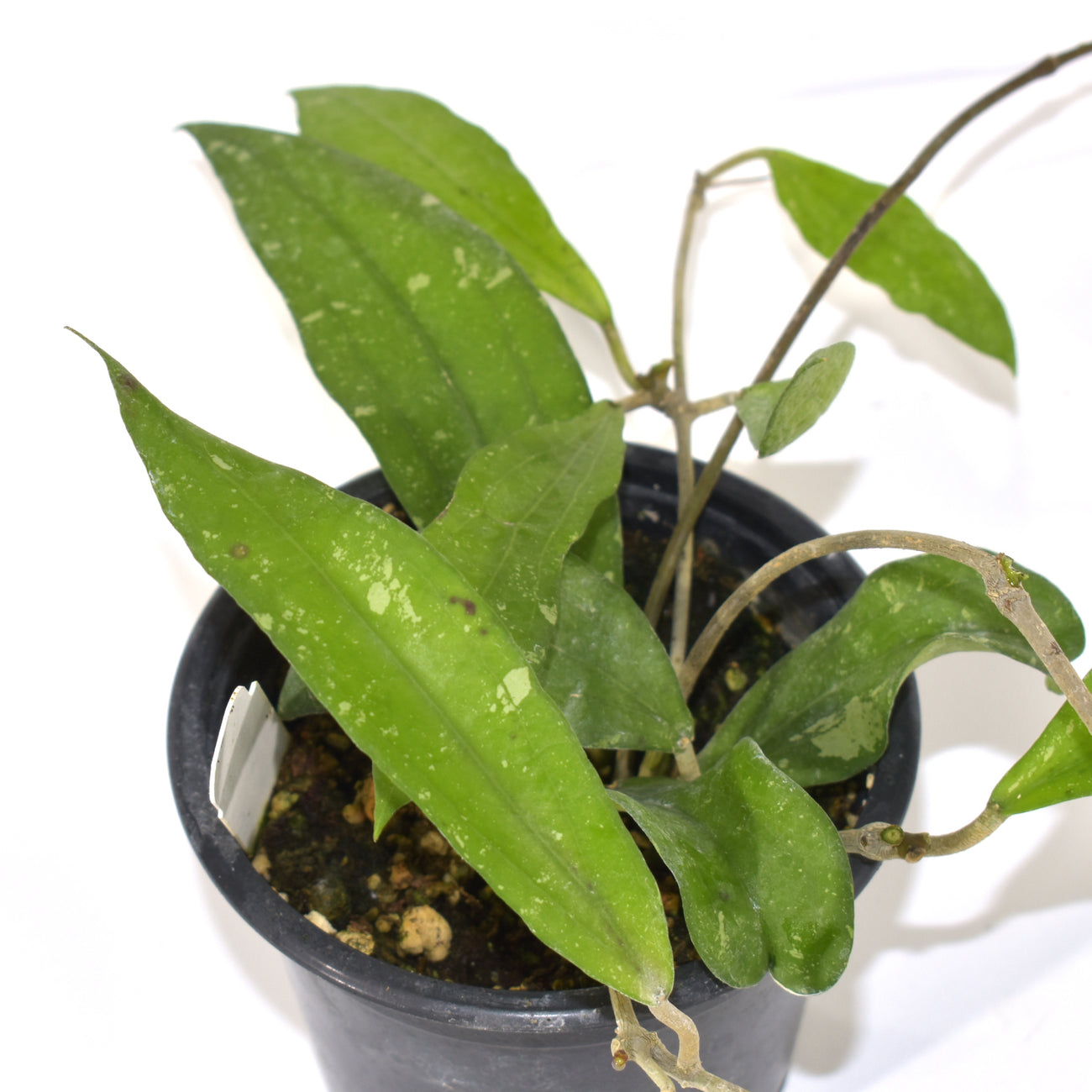 Hoya sp. DD001 Rindu Rafflesia | Rare Tropical Houseplant | Steve's Leaves