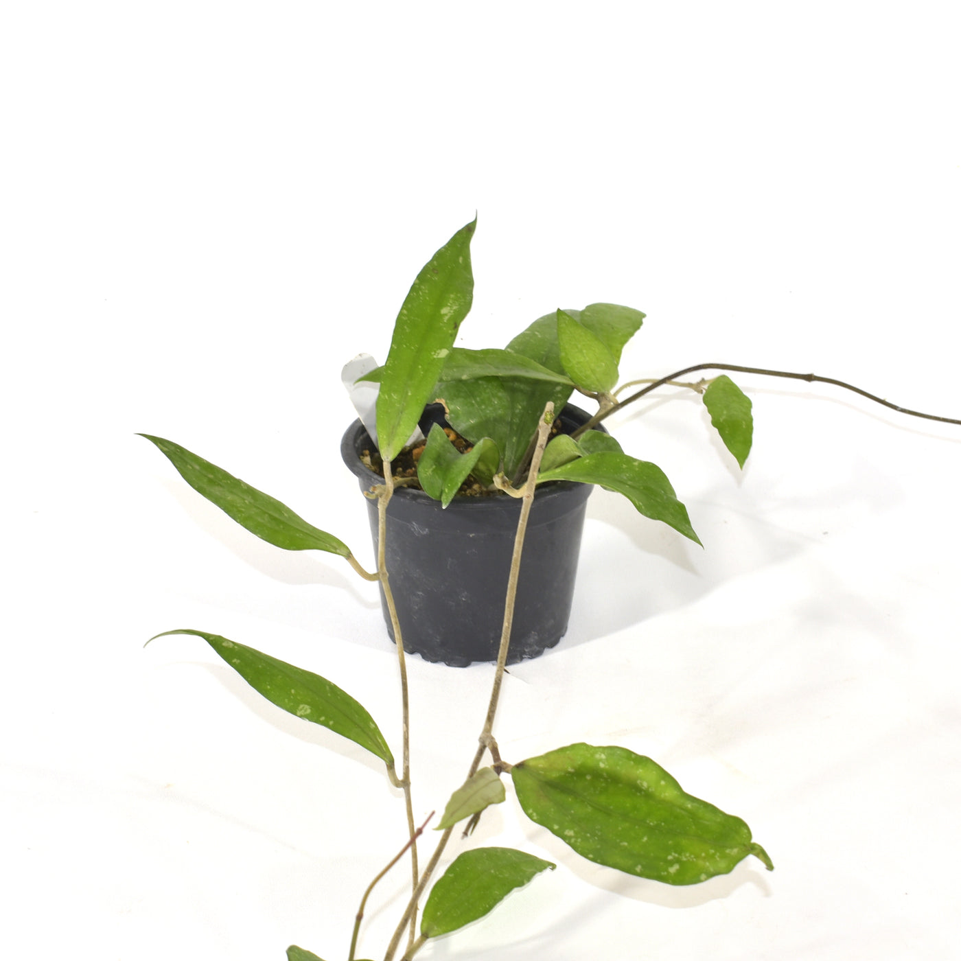 Hoya sp. DD001 Rindu Rafflesia | Rare Tropical Houseplant | Steve's Leaves