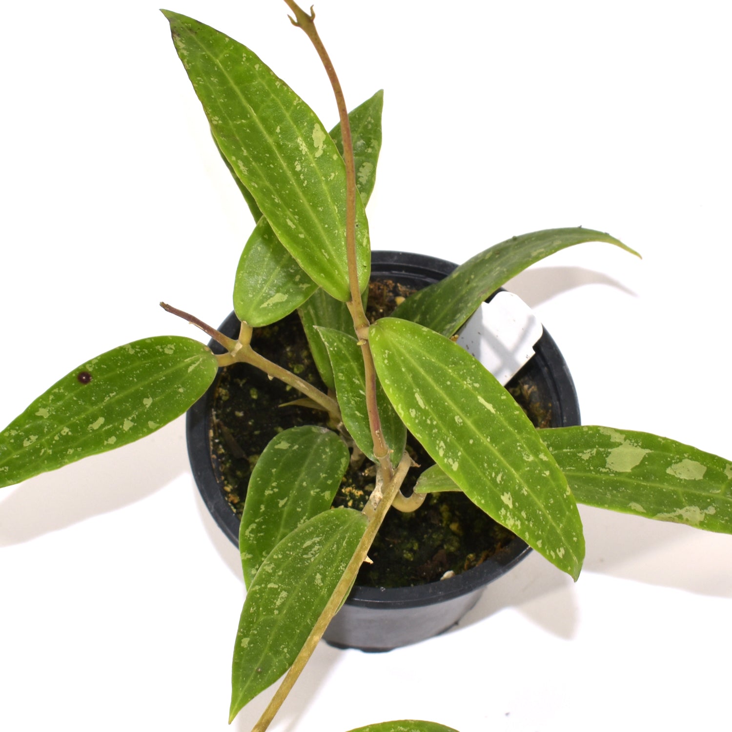 Hoya R83 Hoya sp. Loei Province | Steve's Leaves Exotic Plants