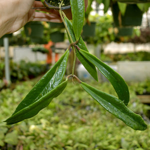 Hoya sulawesiana