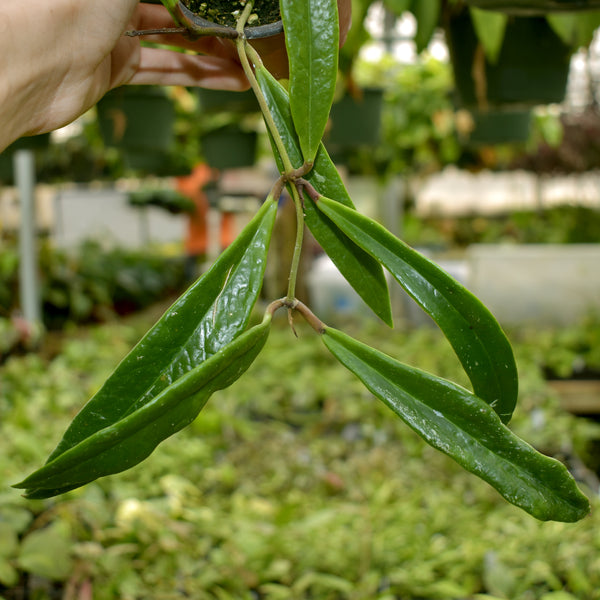 Hoya Sulawesiana | Trailing Houseplant | Steve's Leaves