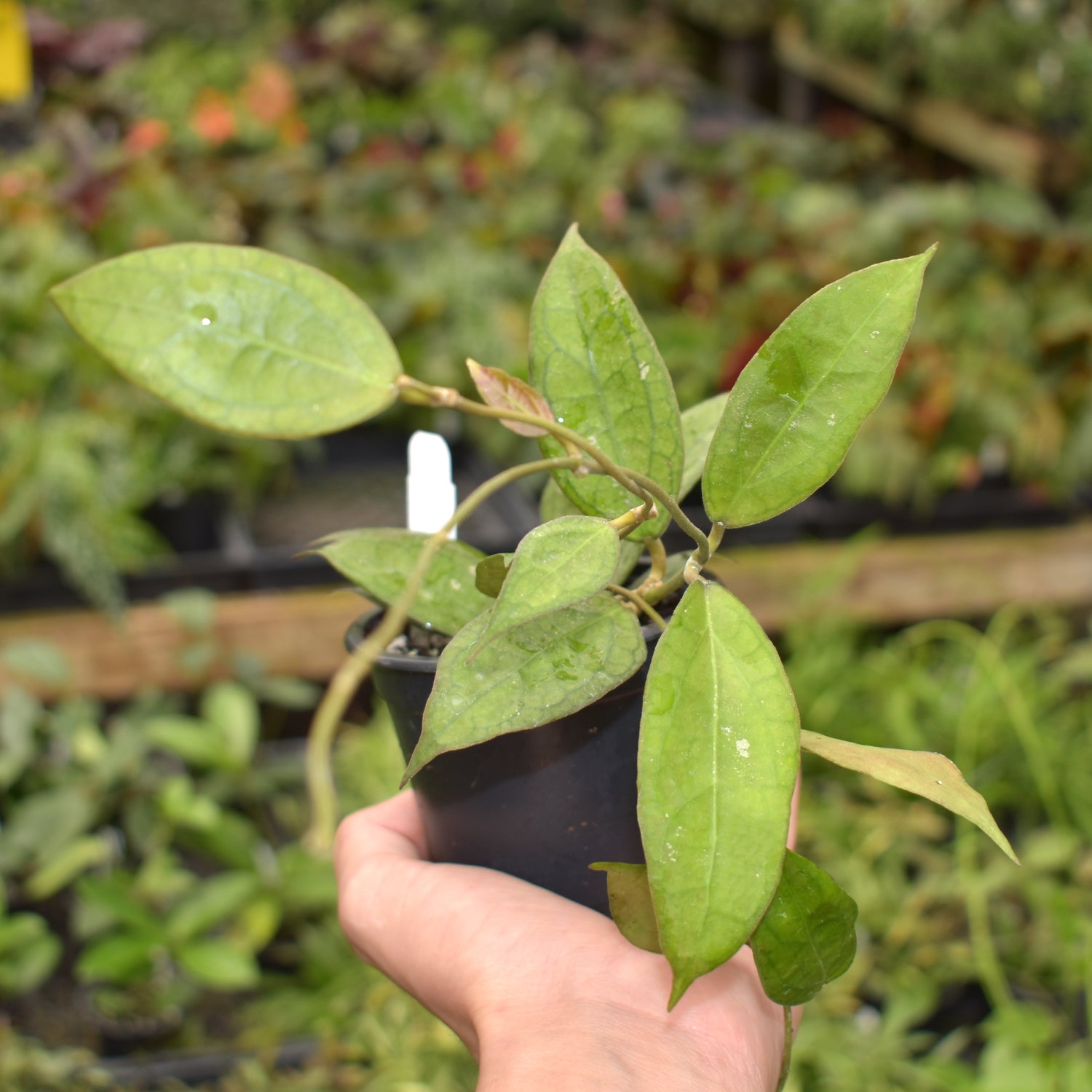 tequila anthurium Hoya 'Tequila Sunrise' – Steve's Leaves