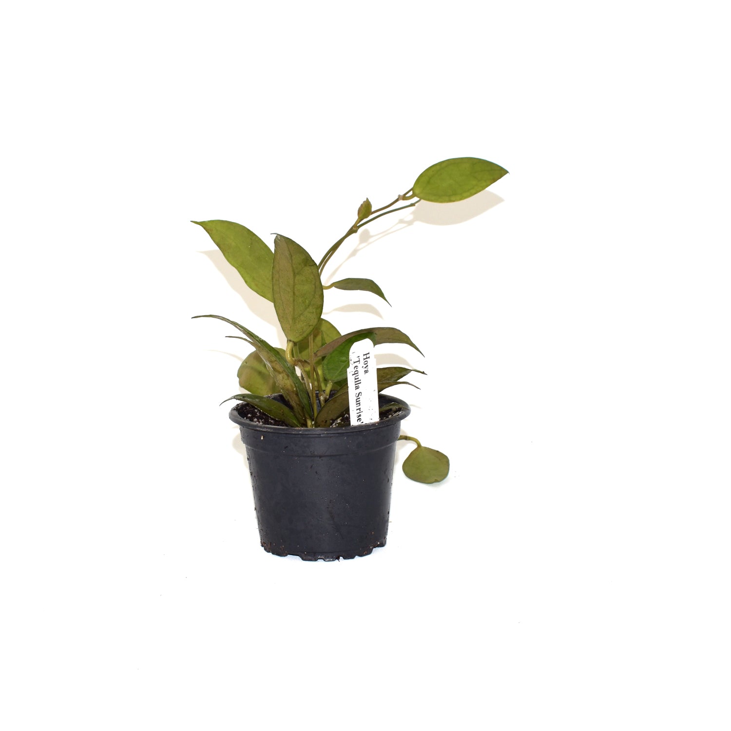 tequila sunrise succulent Hoya 'Tequila Sunrise' – Steve's Leaves