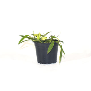 Hoya tsangii albo-marginata