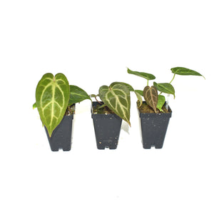 Anthurium magnificum/forgetii x papillilaminum (Ree Garden)