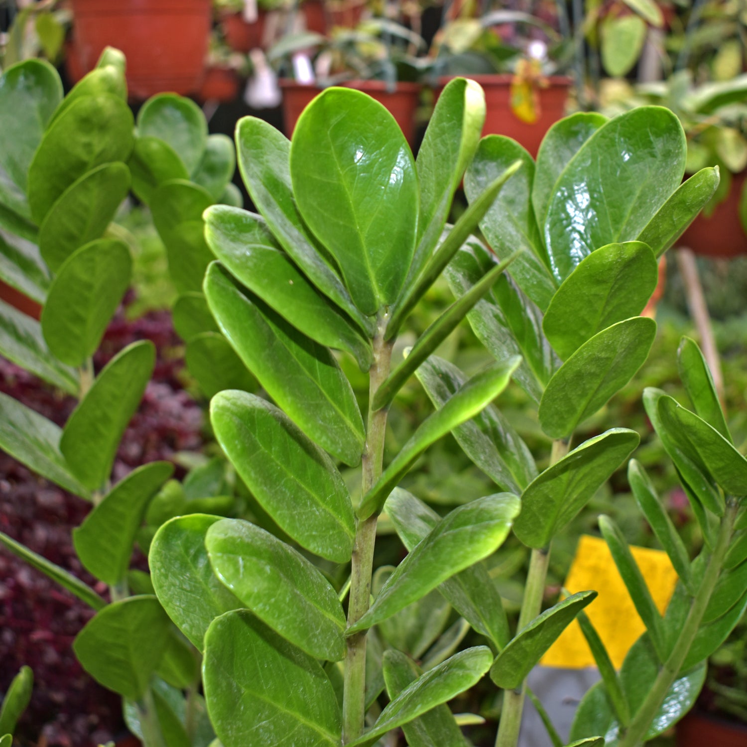 zz plant lucky classic Zamioculcas zamiifolia "Lucky"