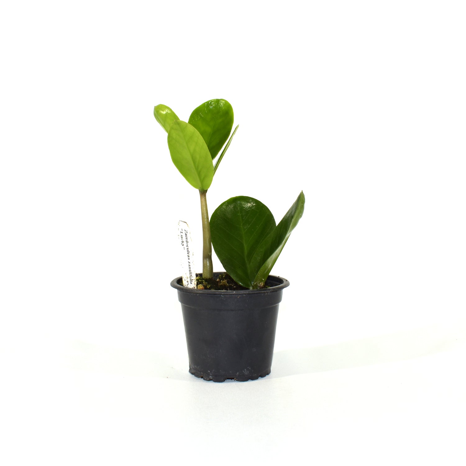 lucky giant zz plant Zamioculcas zamiifolia "Lucky"